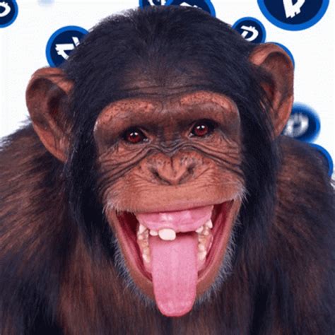 monkey gif|funny monkey gif.